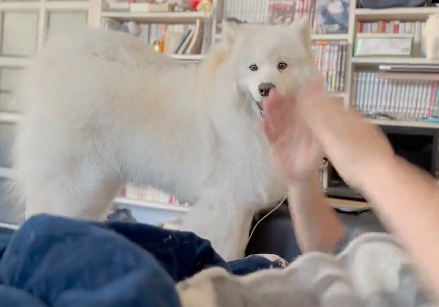 出所：@samoedsoran