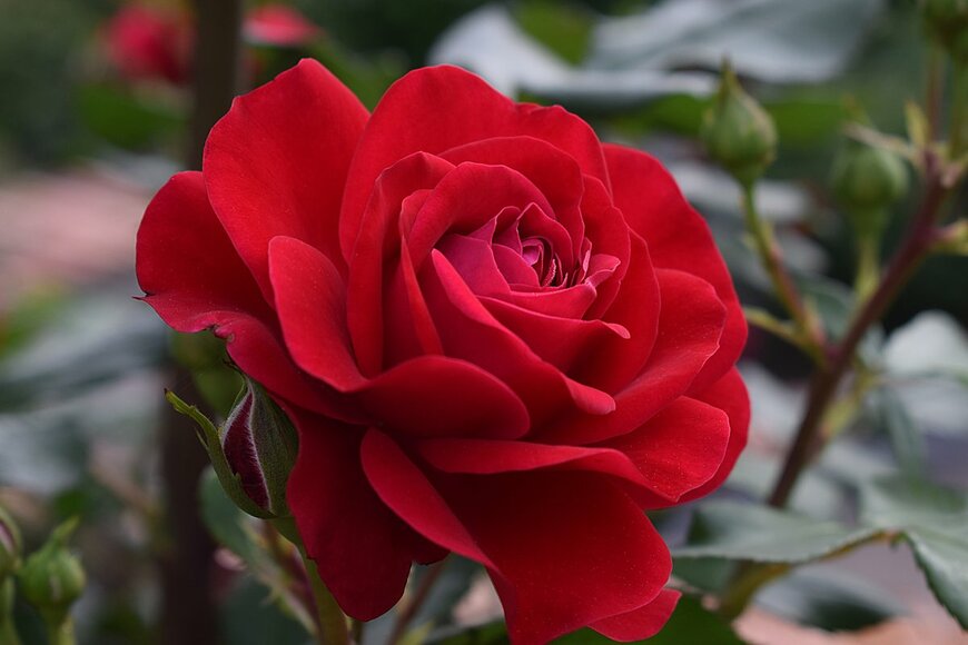 Marina Rose/shutterstock.com