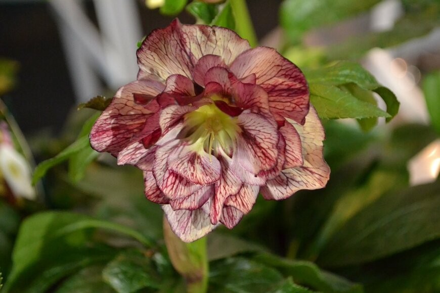 Edita Medeina/shutterstock.com