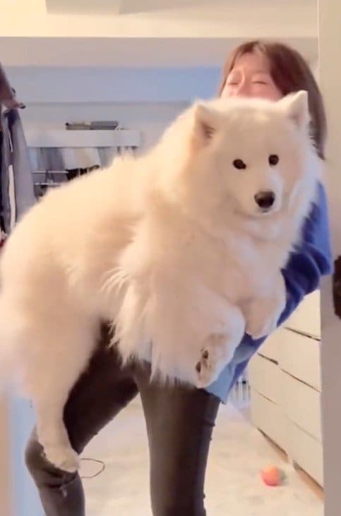 出所：@samoedsoran