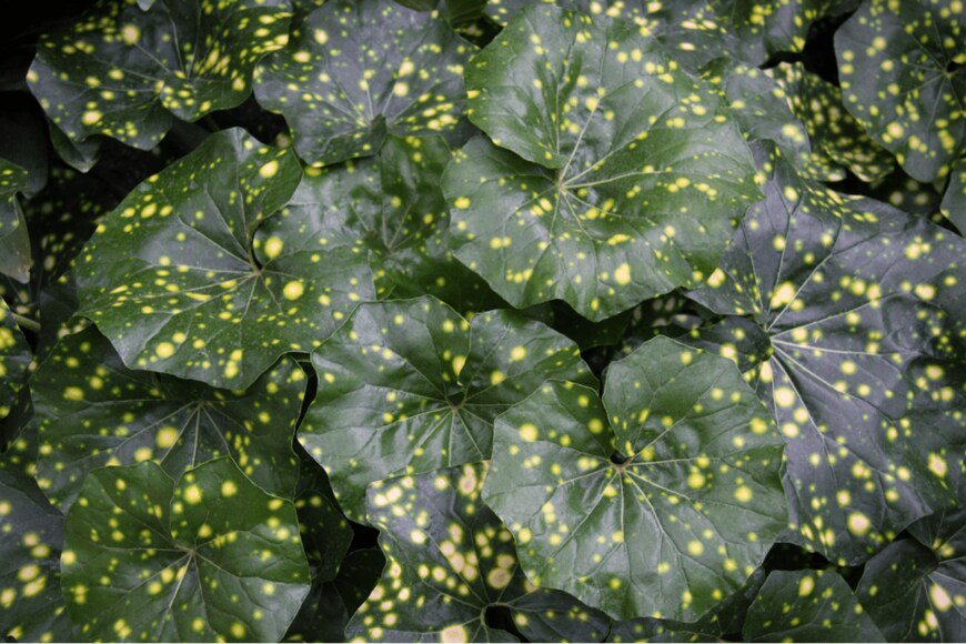 Alienor Llona Bonnard/shutterstock.com