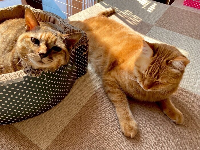 出所：@Adonis_Beginner