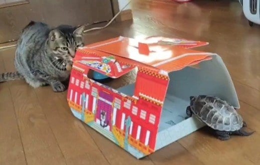 「ついに狩られるのかと…」突然箱に飛び込む猫　驚く「亀の反応」に思わず笑ってしまう