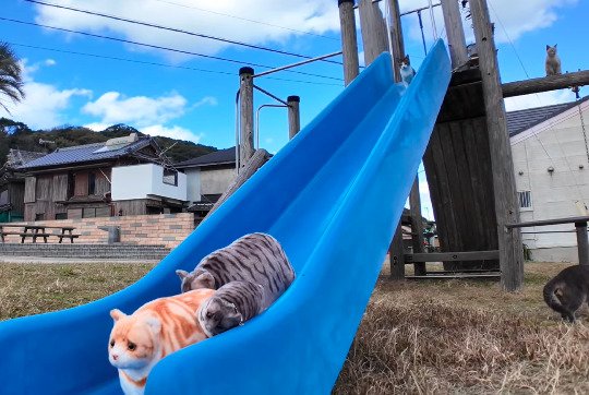 出所：@ImpressedCatVideo