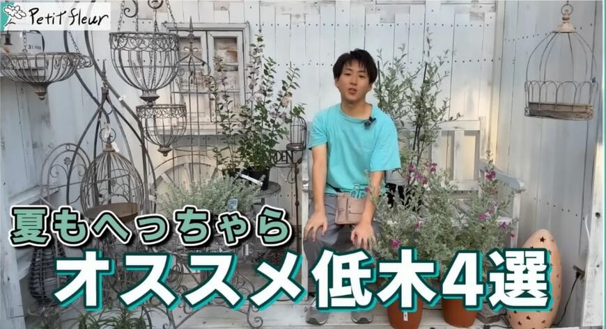 【園芸のプロ推薦】丈夫でお手入れ簡単《個性的＆おしゃれな低木 4選》夏の暑さにも強く、毎年咲きます！