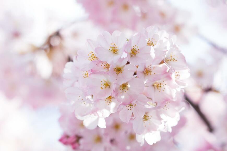 yoshi0511/shutterstock.com