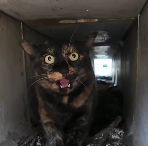 出所：@ImpressedCatVideo