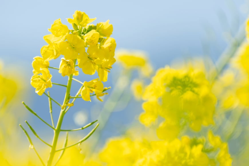 KO-TORI/shutterstock.com