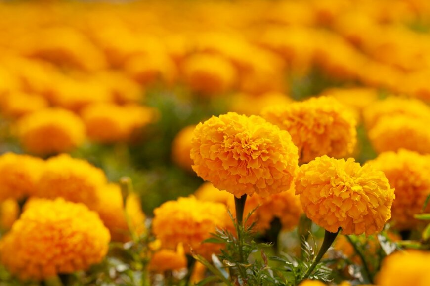 nattanan726/shutterstock.com