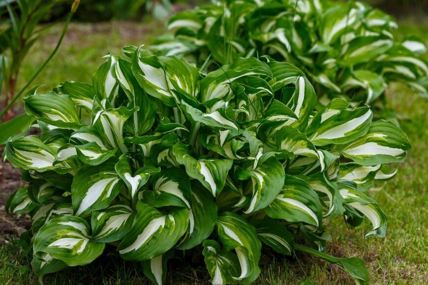 Flower_Garden/shutterstock.com