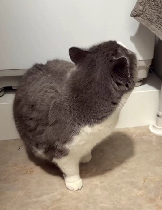 出所：＠maru0920b