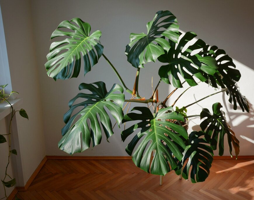                                                              Chodimeafotime/shutterstock.com