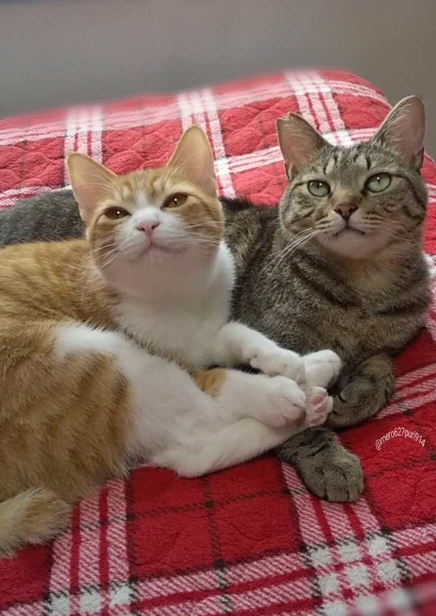 出所：@mero627puri914