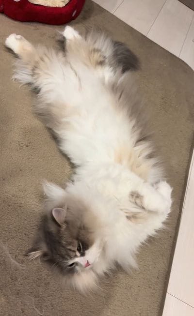 出所：＠maguro_hokke