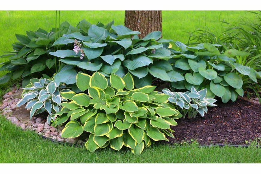 meunierd /shutterstock.com