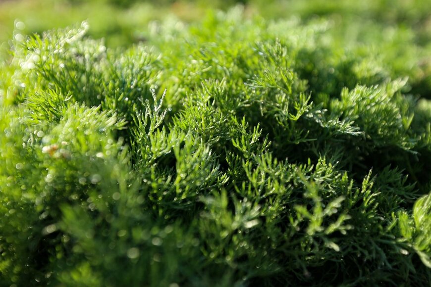 Tetiana Leman/shutterstock.com