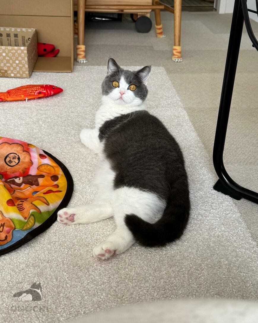 泣いている飼い主→その様子を見た猫が…“まさかのリアクション”に笑ってしまう