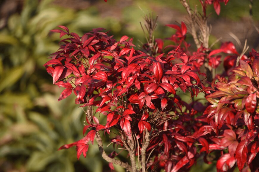 オタフクナンテン　tamu1500/shutterstock.com