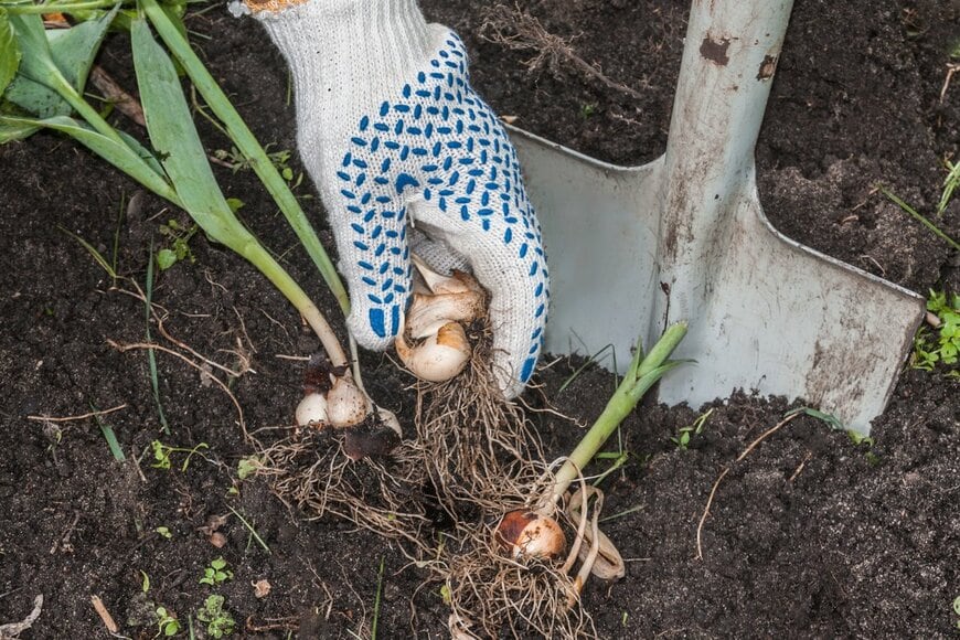 Sarycheva Olesia/Shutterstock.com