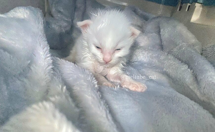 出所：@meltube_cat