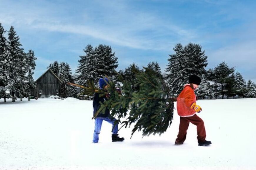 【IKEA】今年のクリスマスツリーはIKEAの〈本物のもみの木〉で決まり！
