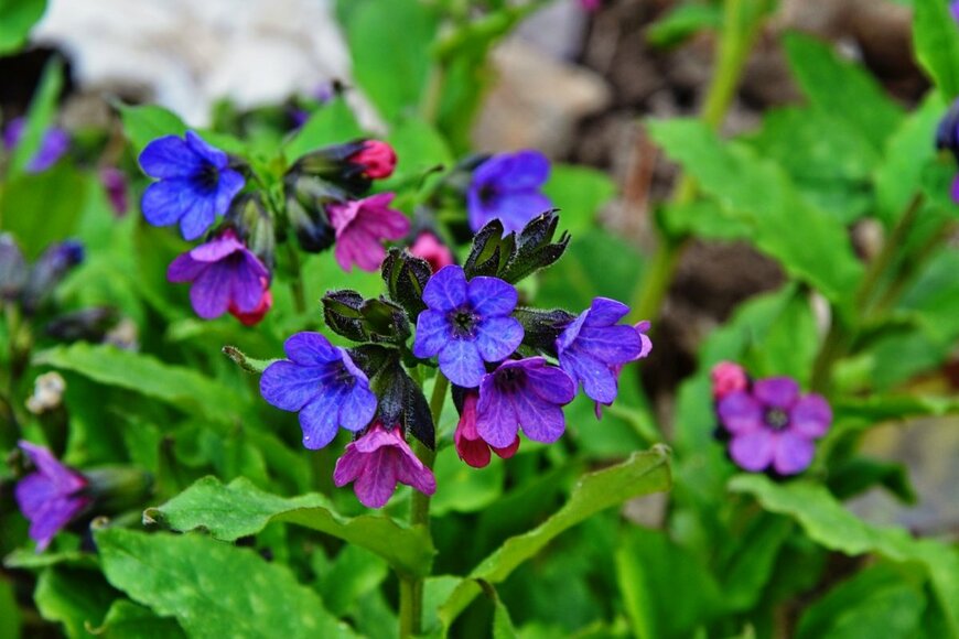 プルモナリアの花。色は鮮やかな群青とピンク。