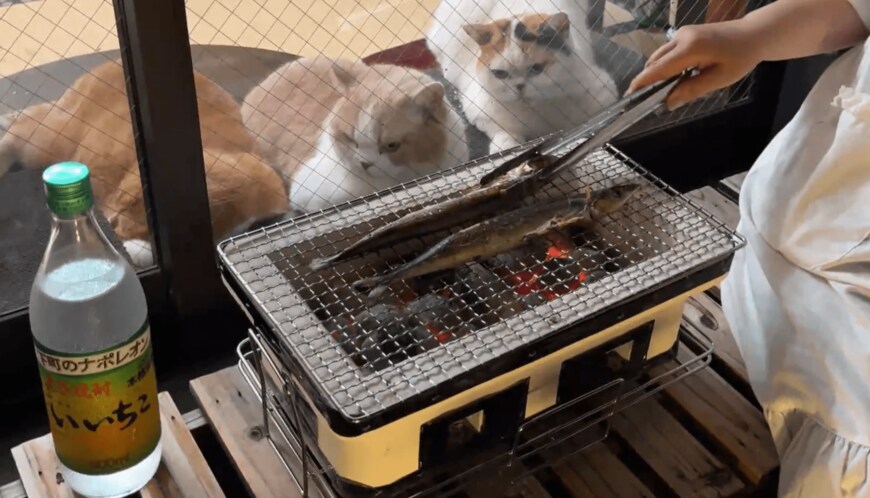 サンマが食べたい猫たち