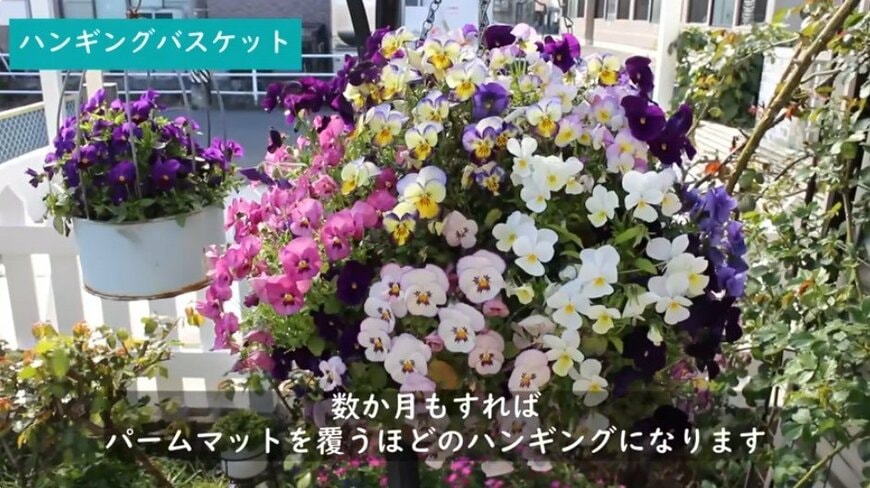 @チェリーガーデン