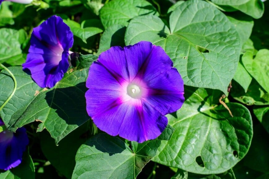 青い花を咲かせている、アサガオ