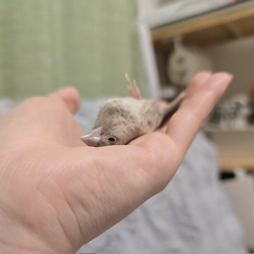 手のひらで寝そべる天ぷらちゃん