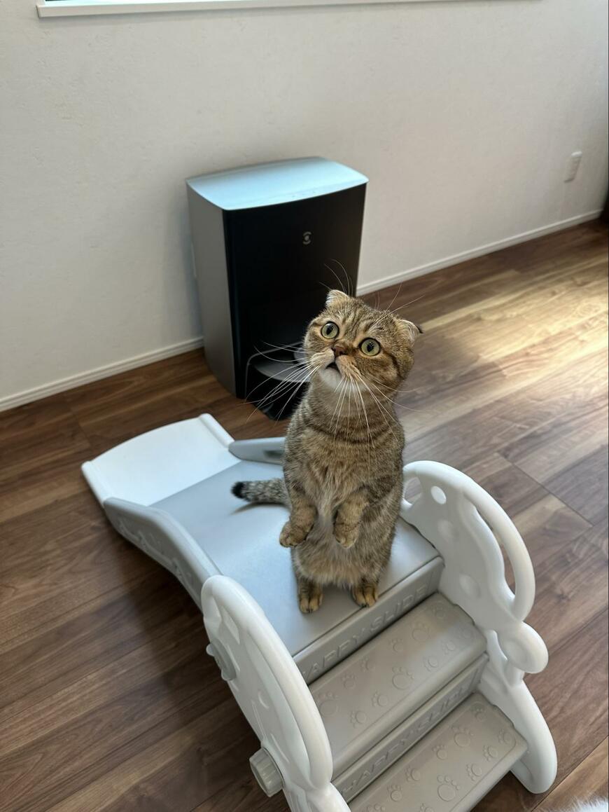 ひょっこりする猫