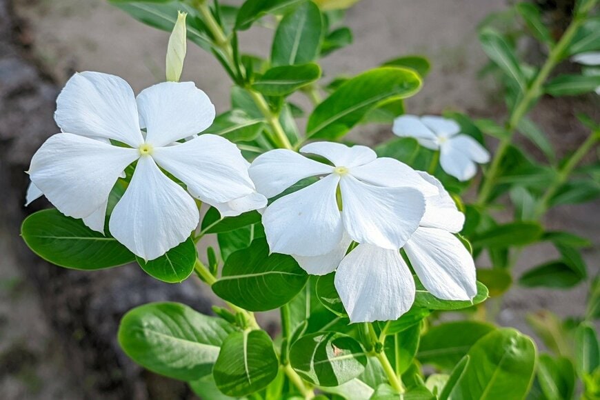 ニチニチソウの花。色は白。