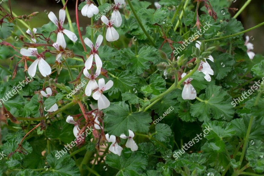 ナツメグゼラニウムの花。色は白