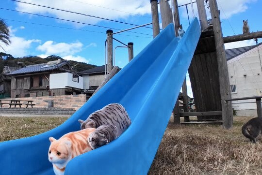 滑り台の上で警戒する猫