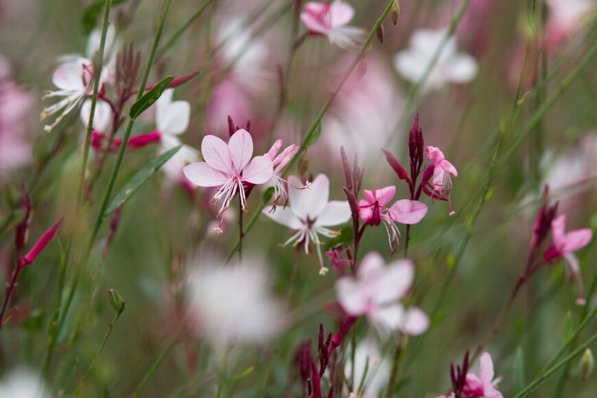 ガウラのピンクの花が咲いている。アカバナ科の多年草