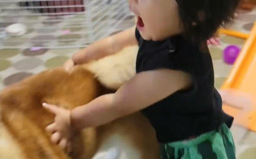 1歳児と柴犬