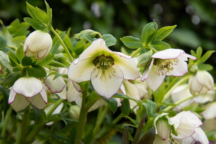 クリスマスローズの花が咲いている。色は白、細い紫の縁取りが入っている。