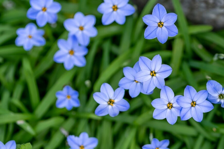 淡い紫色のハナニラ