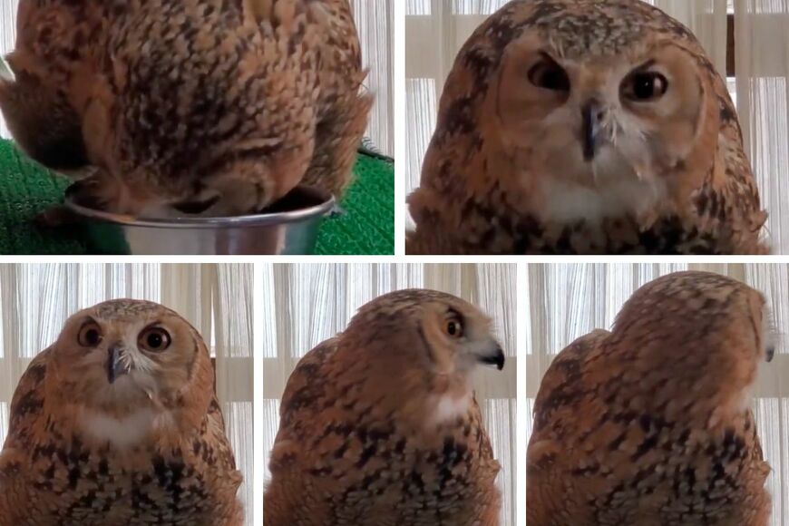 投稿動画のワンシーン