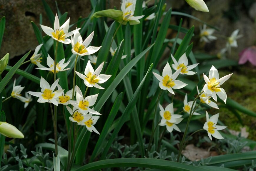 白い花を咲かせている、原種系チューリップ。花の中心は黄色