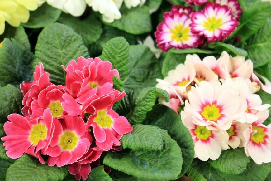 ピンク、白、ワインレッドなどカラフルな花を咲かせている、プリムラ・ジュリアン