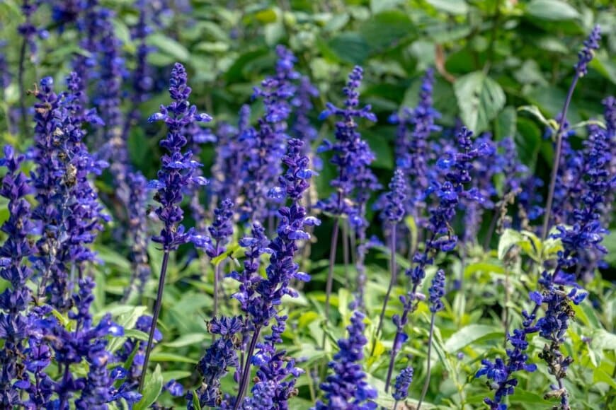 青い花を穂状に咲かせている宿根サルビア