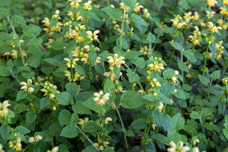 ラミウムの花、色は黄色。