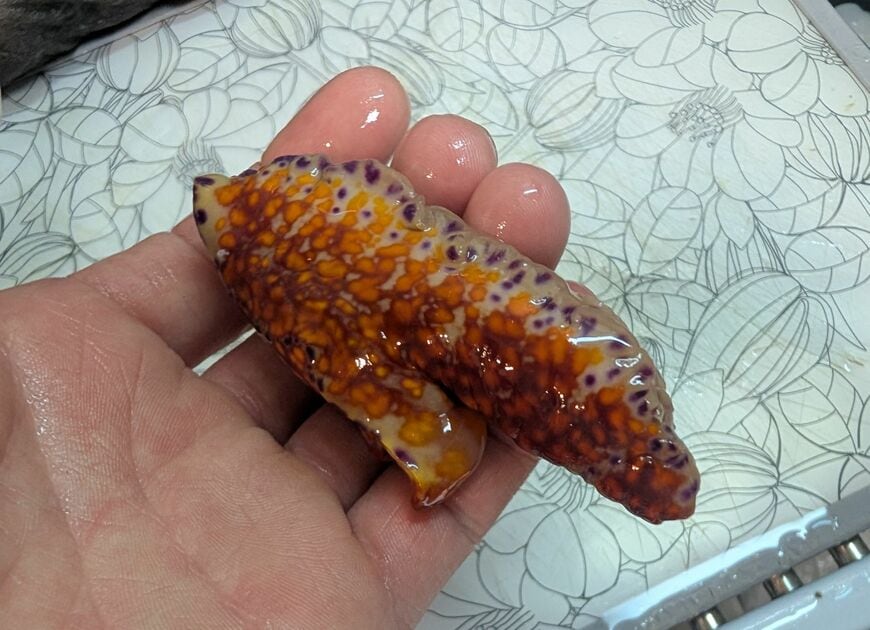 手のひらに乗せられたニシキウミウシ
