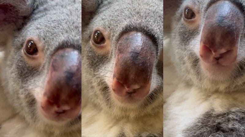 神戸市立王子動物園