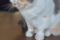 おばあちゃんが一番喜んだのは「猫の写真」心温まる投稿が話題