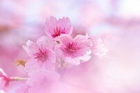 次の年金支給日は2025年4月15日【老齢年金グラフ】国民年金・厚生年金の平均月額はいくら？