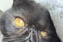 金色の瞳が美しい猫ちゃん　あまりにもゴージャスすぎる「くつろぎ方」がたまらない…