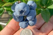 巨大なブルーベリーに思わず二度見　百円玉との比較画像に「脳内バグってきた」
