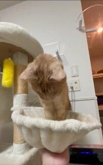 【67万回再生】「かわいいアトラクション」で遊ぶ猫ちゃんが話題！「ボヨンボヨン」な動きがたまらない